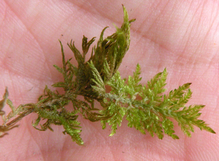 Muschi su muretto a secco